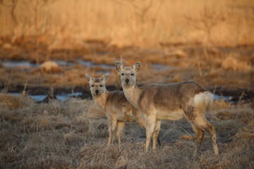 Yezo deer in Kushiro Wetland looking straight ahead in the early morning in Kushiro, Hokkaido, Japan