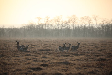 A herd of deer in the early morning in Kushiro Wetland, Hokkaido, Japan