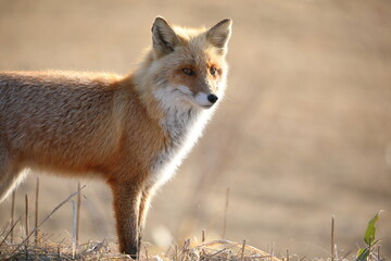 Portrait of the red fox
