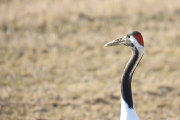 Red-crowned crane in Hokkaido, Japan