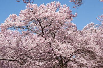 陽光に映える天下第一満開の高遠のタカトオコヒガンザクラ