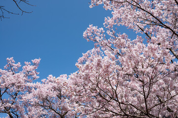陽光に映える天下第一満開の高遠のタカトオコヒガンザクラ