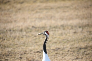 Red-crowned crane in Hokkaido, Japan