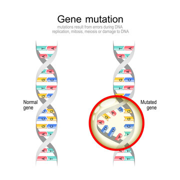 Genetic mutation Normal DNA and helix with Mutated gene.