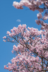 陽光に映える天下第一満開の高遠のタカトオコヒガンザクラと月