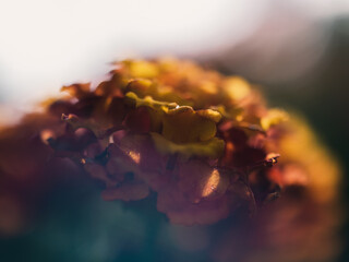 close up of a flower