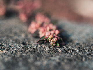 flower on the ground