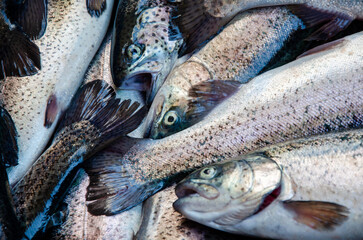 Trout. Trout background. Healthy eating trout fish. Photo on fish production.