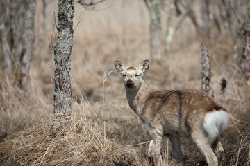 Yezo deer in Kushiro Wetland looking straight ahead in the early morning in Kushiro, Hokkaido, Japan