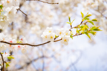 日本の風景　春の桜