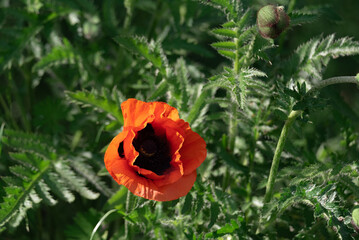 Blooming poppy. A large, red flower with delicate petals against the backdrop of green leaves in the rays of the sun.
