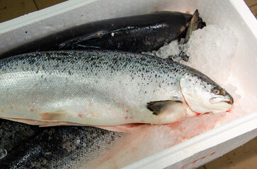Red salmon fish. Salmon carcass on the table. Healthy eating red salmon fish. Photo on fish production.