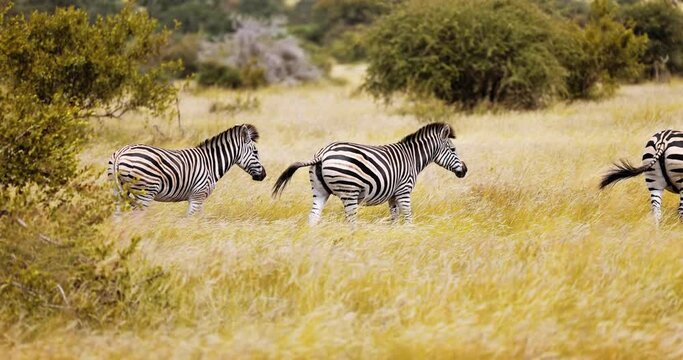 Plains Zebra, Burchell's, moving through African savannah, wet season migration