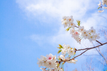 サクラと快晴の空