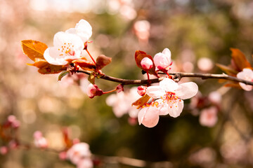 Close up of beautiful white flowers of fruit tree against blurred background on sunny spring day, selective focus. Spring background with fruits tree blooming.