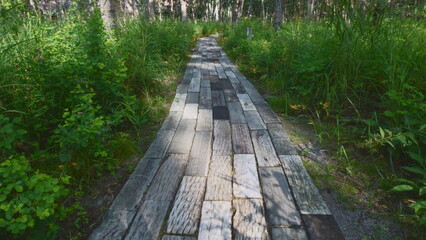 Obraz premium boardwalk in the forest