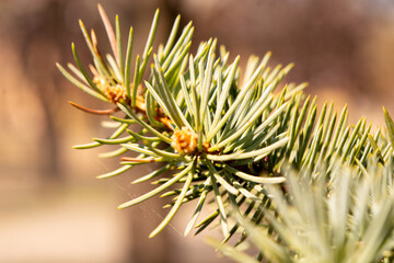 Naklejka na ściany i meble young branches of a spruce tree. blooming spruce. spruce in spring. close up. selective focus. copy space