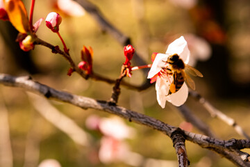Bee collecting pollen on white blossoms of an apple tree in spring with beautiful colors and sunlight, nice soft bokeh background