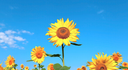 Summer background with blooming yellow sunflowers in the field and blue sky in warm sunny weather