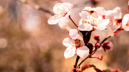 Obraz premium Spring flowers on blooming apricot tree branch. Apricot tree in bloom against blue sky