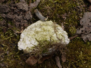 In der Natur