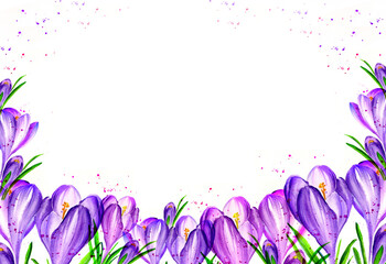 white background with watercolour lilac crocus, spring flowers, hand drawn sketch