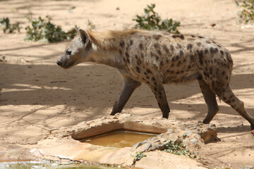 Fototapeta premium Hyena, or hyaena, feliform carnivoran mammals of family Hyaenidae. Hyena in Bandia reserve, Senegal, Africa. African animal. Safari in Africa. Hyena in Bandia reserve, Senegal, Africa. Wild hyena