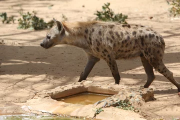 Foto op Canvas De hyena, of hyaena, is een feliform carnivoor zoogdier van de familie Hyaenidae. Hyena in Bandia Reserve, Senegal, Afrika. Afrikaans dier. Safari in Afrika. Hyena in Bandia Reserve, Senegal, Afrika. Wilde hyena& 39 s © Sergey