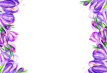 Fototapeta na wymiar white background with watercolour lilac crocus, spring flowers, hand drawn sketch