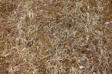 Fototapeta na wymiar Old dry grass on damp ground, the beginning of spring, spring mud. Background texture.