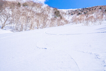 Fototapeta na wymiar 雪景色（平標山への道）