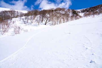 Fototapeta na wymiar 雪景色（平標山への道）