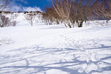 Fototapeta na wymiar 雪景色　平標山への登山道