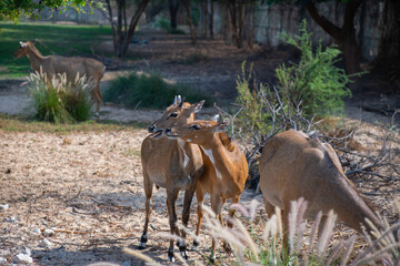 young antelopes run around the zoo in dubai