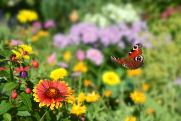 Schmetterling 1009
