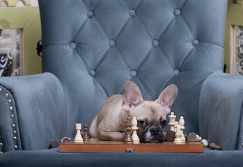 The French Bulldog dog lies upset on the chessboard between the remaining chess pieces and looks sadly into the camera between the chess pieces lying around. Bulldog on the background of a cozy chair.