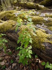 In der Natur