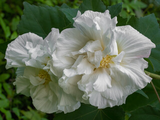 Closeup view of fresh white hibiscus mutabilis aka Confederate rose or Dixie rosemallow flowers in outdoor tropical garden on natural background