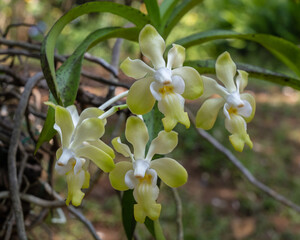 Closeup view of yellow and white vanda denisoniana epiphytic orchid species flowers blooming in outdoors tropical garden on natural background
