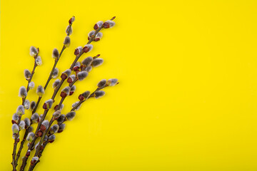 willow branches with swollen buds on a yellow background © arhat