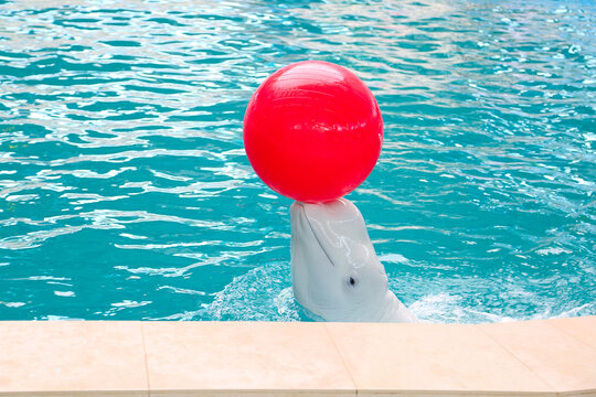 White Dolphin Playing Red Ball