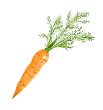 Watercolor bright carrot. Hand-drawn illustration isolated on the white background.