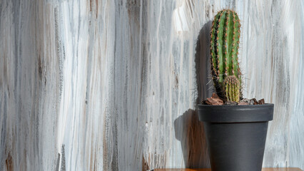 Tall green cactus in pot on grey grunge background. Copy space