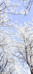 Fototapeta na wymiar 桜の写真
