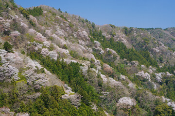 Fototapeta na wymiar 三重県「相津峠」の鮮やかな山桜