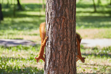 Two squirrels with fluffy tails on the trunk of an old tree. Squirrels in the city park run through the trees.