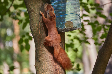 A red-haired European squirrel eats a walnut