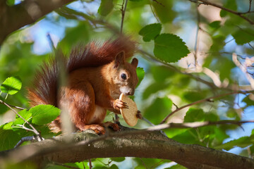 A red-haired European squirrel eats a walnut