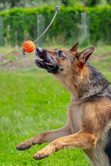 A German Shepherd dog tries to catch a plastic ball during training