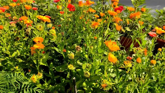 Yellow Pot marigold flowers in the garden